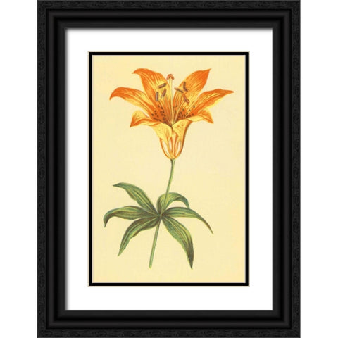 Wild Orange Lily Black Ornate Wood Framed Art Print with Double Matting by PI Collection