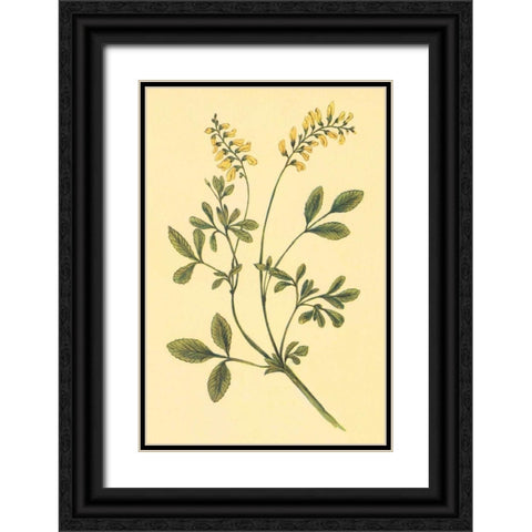 Yellow Melilot and Sweet Clover Black Ornate Wood Framed Art Print with Double Matting by PI Collection