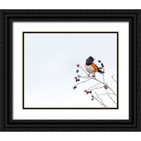 Towhee Black Ornate Wood Framed Art Print with Double Matting by Cozart, Rebecca