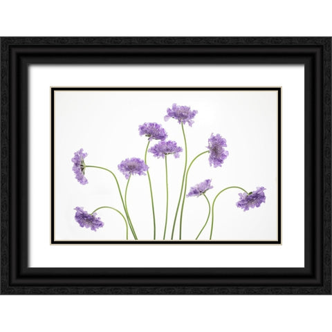 Pincushions 2 Black Ornate Wood Framed Art Print with Double Matting by Cozart, Rebecca