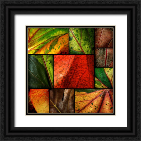 Patch Leaves Black Ornate Wood Framed Art Print with Double Matting by Scaroni, Roberto