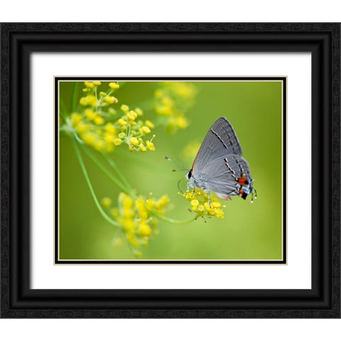Taking Flight II Black Ornate Wood Framed Art Print with Double Matting by Tennant, Chris