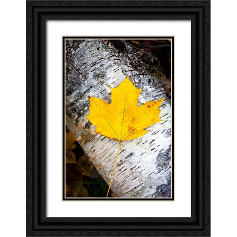 Birch Fall Black Ornate Wood Framed Art Print with Double Matting by Tennant, Chris