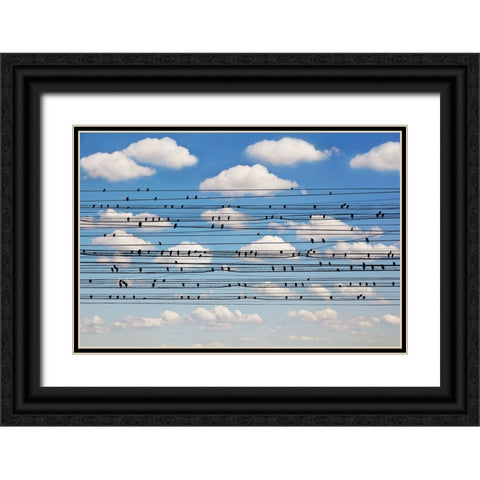 Concerto for Birds Black Ornate Wood Framed Art Print with Double Matting by Lim