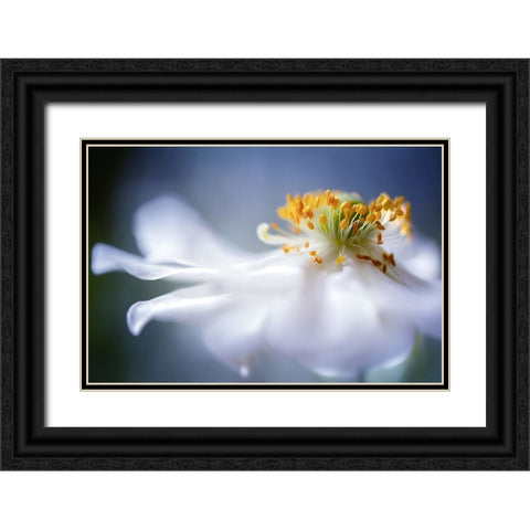 Anemone I Black Ornate Wood Framed Art Print with Double Matting by Disher