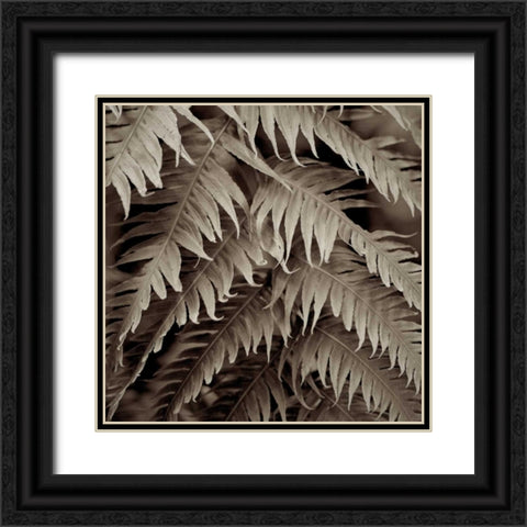 Florison - 51 Black Ornate Wood Framed Art Print with Double Matting by Blaustein, Alan
