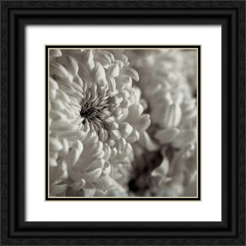 Florison - 46 Black Ornate Wood Framed Art Print with Double Matting by Blaustein, Alan