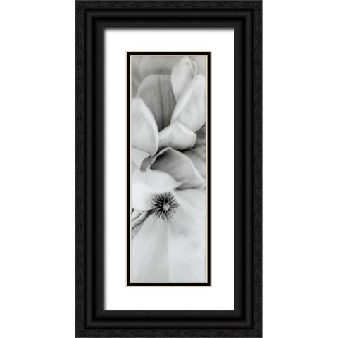 Magnolia - 2 Black Ornate Wood Framed Art Print with Double Matting by Blaustein, Alan