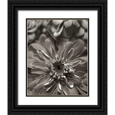 Florison - 17 Black Ornate Wood Framed Art Print with Double Matting by Blaustein, Alan