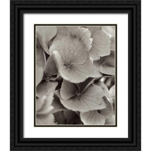 Florison - 1 Black Ornate Wood Framed Art Print with Double Matting by Blaustein, Alan