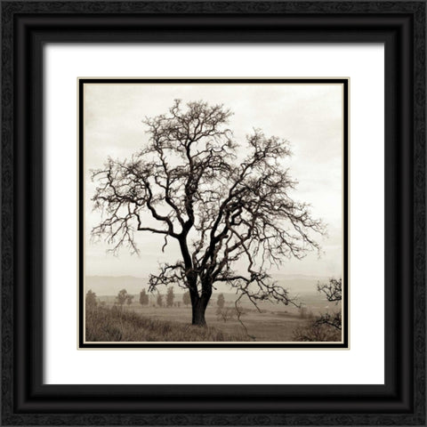 Sonoma Oak - 1 Black Ornate Wood Framed Art Print with Double Matting by Blaustein, Alan