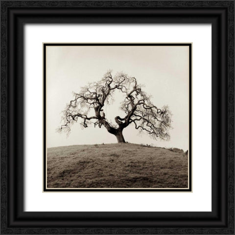 Sonoma Oak - 2 Black Ornate Wood Framed Art Print with Double Matting by Blaustein, Alan