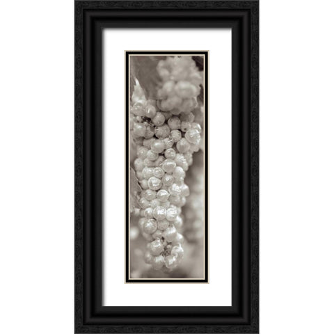 Grapes Pano - 15 Black Ornate Wood Framed Art Print with Double Matting by Blaustein, Alan