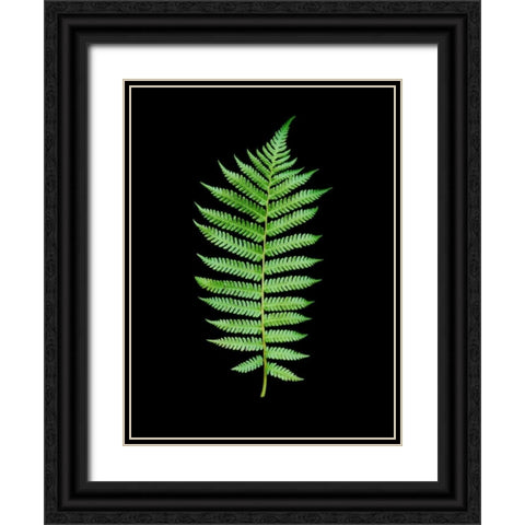 Floral Color - 19 Black Ornate Wood Framed Art Print with Double Matting by Blaustein, Alan