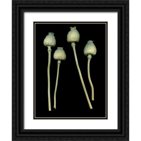 Floral Color - 21 Black Ornate Wood Framed Art Print with Double Matting by Blaustein, Alan