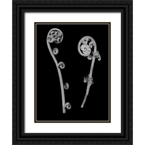 Floral B-W - 22 Black Ornate Wood Framed Art Print with Double Matting by Blaustein, Alan