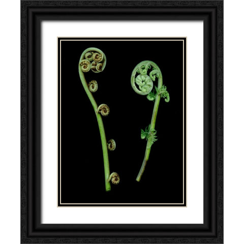 Floral Color - 22 Black Ornate Wood Framed Art Print with Double Matting by Blaustein, Alan