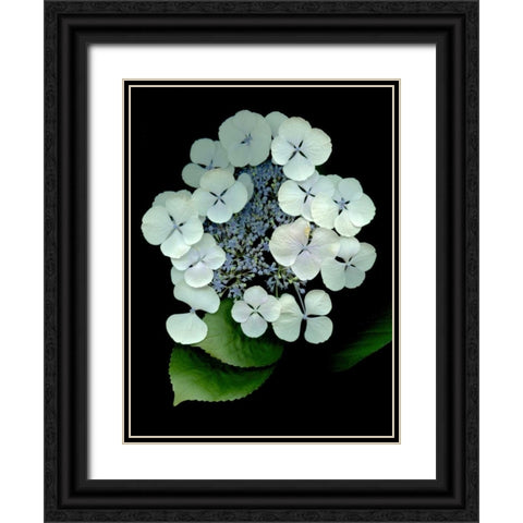 Floral Color - 25 Black Ornate Wood Framed Art Print with Double Matting by Blaustein, Alan