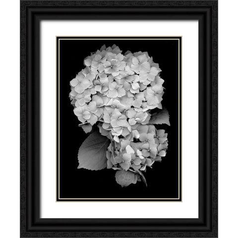 Floral B-W - 26 Black Ornate Wood Framed Art Print with Double Matting by Blaustein, Alan