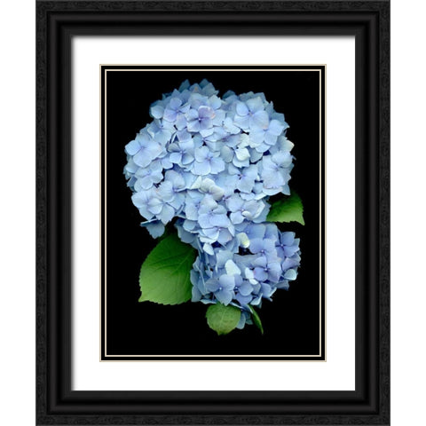 Floral Color - 26 Black Ornate Wood Framed Art Print with Double Matting by Blaustein, Alan