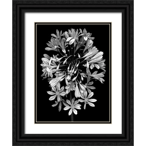 Floral B-W - 27 Black Ornate Wood Framed Art Print with Double Matting by Blaustein, Alan