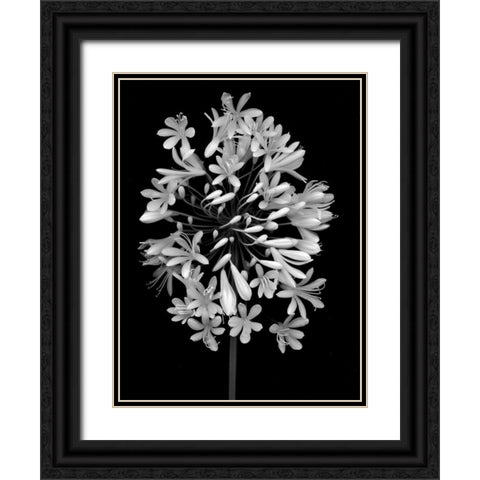 Floral B-W - 28 Black Ornate Wood Framed Art Print with Double Matting by Blaustein, Alan