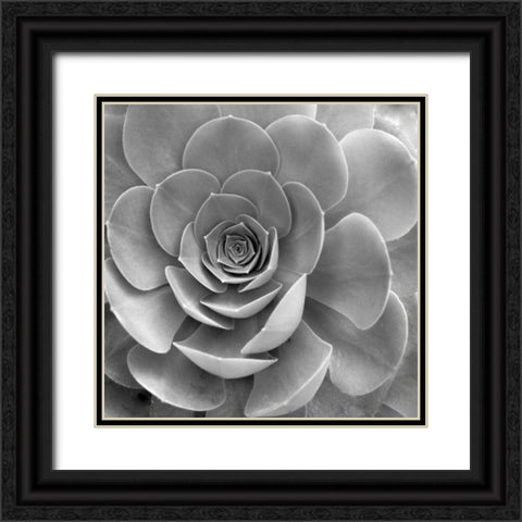 Floral - 22 Black Ornate Wood Framed Art Print with Double Matting by Blaustein, Alan