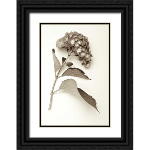 Garden Bloom - 1 Black Ornate Wood Framed Art Print with Double Matting by Blaustein, Alan