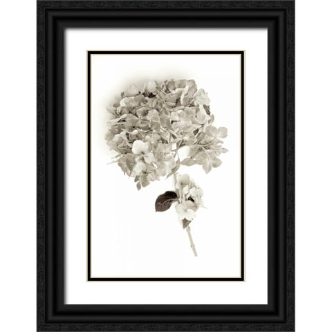Garden Bloom - 10 Black Ornate Wood Framed Art Print with Double Matting by Blaustein, Alan
