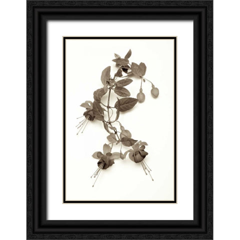 Garden Bloom - 7 Black Ornate Wood Framed Art Print with Double Matting by Blaustein, Alan