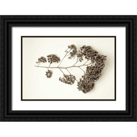 Garden Bloom - 21 Black Ornate Wood Framed Art Print with Double Matting by Blaustein, Alan