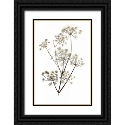 Garden Bloom - 12 Black Ornate Wood Framed Art Print with Double Matting by Blaustein, Alan