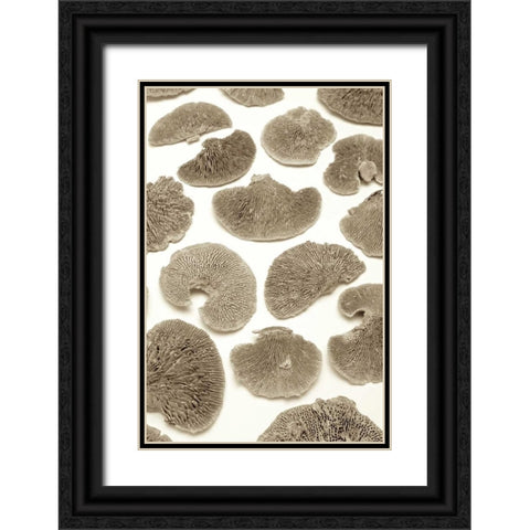 Garden Bloom - 19 Black Ornate Wood Framed Art Print with Double Matting by Blaustein, Alan