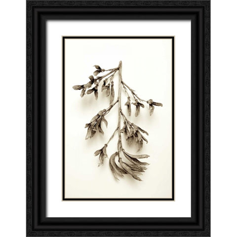Garden Bloom - 15 Black Ornate Wood Framed Art Print with Double Matting by Blaustein, Alan