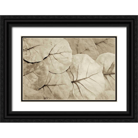 Garden Bloom - 23 Black Ornate Wood Framed Art Print with Double Matting by Blaustein, Alan