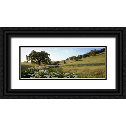 Oak Tree Pano - 92 Black Ornate Wood Framed Art Print with Double Matting by Blaustein, Alan