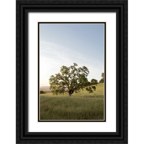 Oak Tree - 87 Black Ornate Wood Framed Art Print with Double Matting by Blaustein, Alan