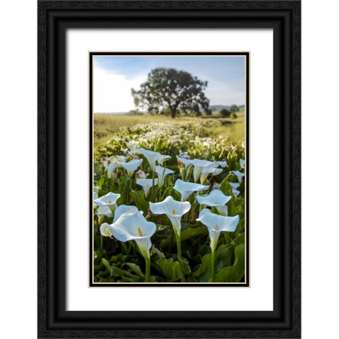 Oak Tree - 97 Black Ornate Wood Framed Art Print with Double Matting by Blaustein, Alan