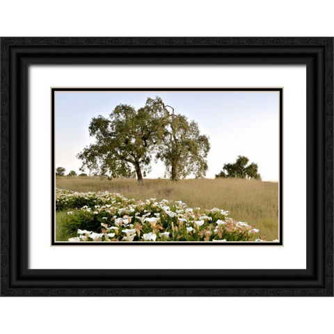 Oak Tree - 94 Black Ornate Wood Framed Art Print with Double Matting by Blaustein, Alan