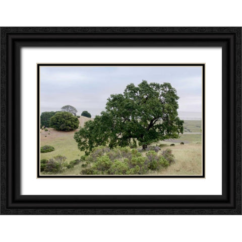 Oak Tree - 108 Black Ornate Wood Framed Art Print with Double Matting by Blaustein, Alan