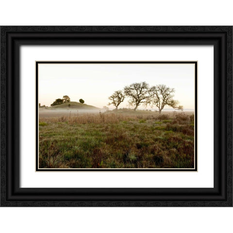 Oak Tree - 33 Black Ornate Wood Framed Art Print with Double Matting by Blaustein, Alan