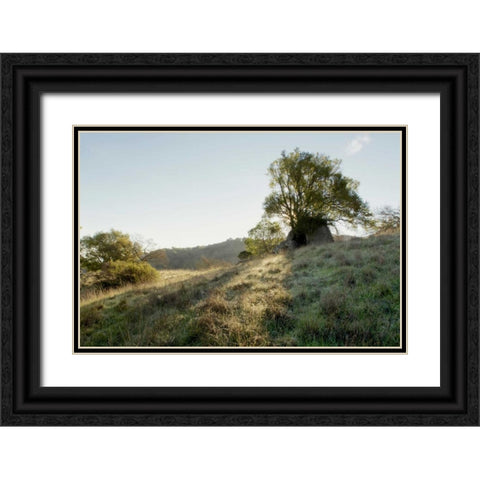 Oak Tree - 36 Black Ornate Wood Framed Art Print with Double Matting by Blaustein, Alan