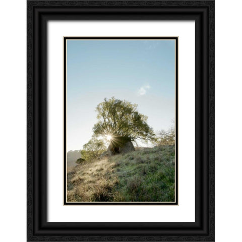Oak Tree - 35 Black Ornate Wood Framed Art Print with Double Matting by Blaustein, Alan