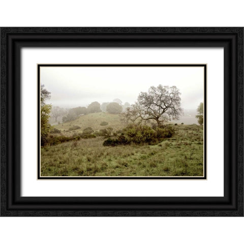 Oak Tree - 42 Black Ornate Wood Framed Art Print with Double Matting by Blaustein, Alan