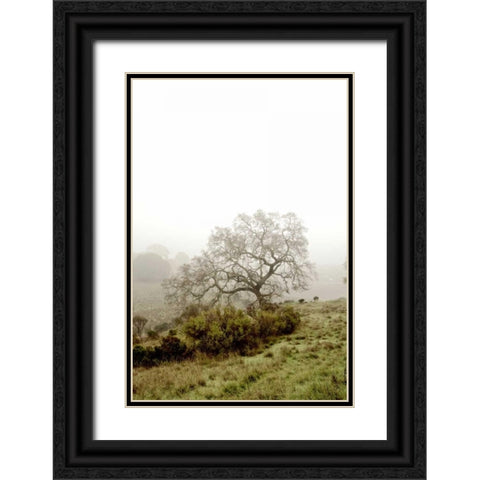 Oak Tree - 43 Black Ornate Wood Framed Art Print with Double Matting by Blaustein, Alan