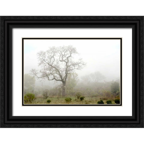 Oak Tree - 62 Black Ornate Wood Framed Art Print with Double Matting by Blaustein, Alan