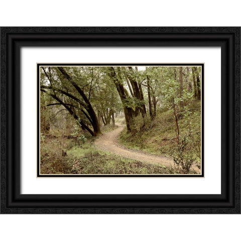 Oak Tree - 51 Black Ornate Wood Framed Art Print with Double Matting by Blaustein, Alan