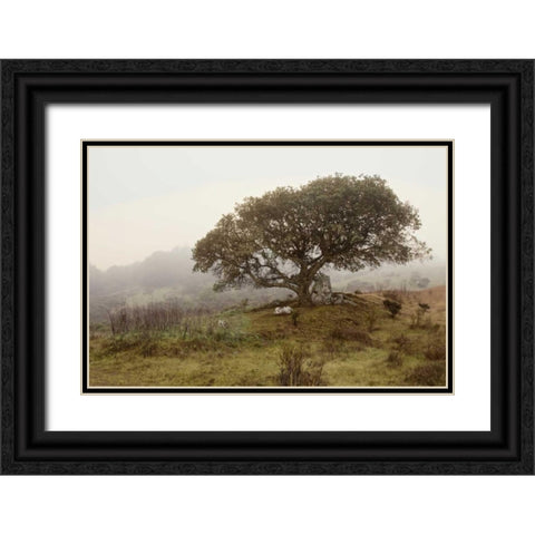 Oak Tree - 54 Black Ornate Wood Framed Art Print with Double Matting by Blaustein, Alan