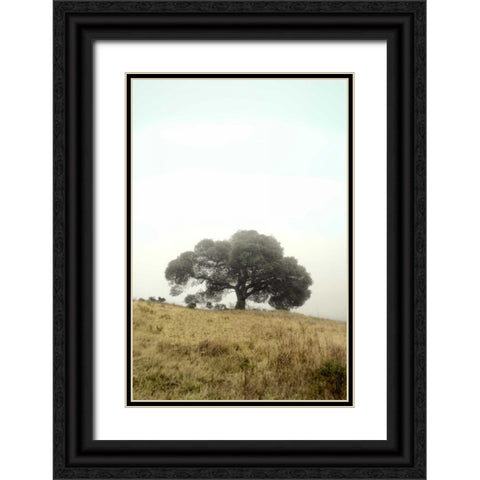 Oak Tree - 52 Black Ornate Wood Framed Art Print with Double Matting by Blaustein, Alan