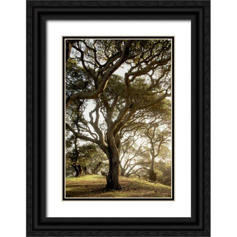 Oak Tree - 69 Black Ornate Wood Framed Art Print with Double Matting by Blaustein, Alan